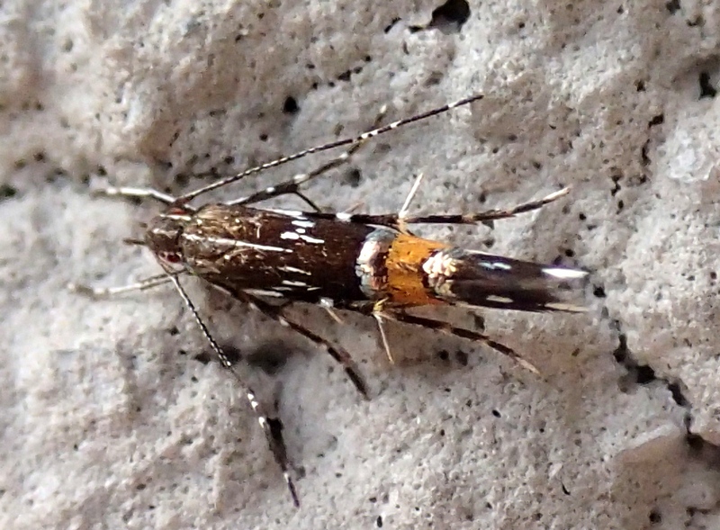 Cosmopterix